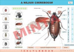 Comenius Májusi cserebogár
