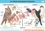Comenius Az erdő ragadozó madarai