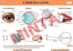 Comenius A szem és a látás