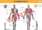 Comenius Az emberi test II