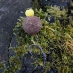 Avid Armorok Hooks - Wide Gape Size 2 (5 2