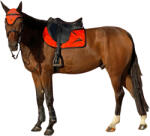 EQUICK Díjlovagló szőnyeg eQuick zöld