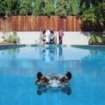 Sparks Hippopotamus - facethemusic - 11 390 Ft