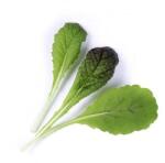 VÉritable (Франция) Пълнител (лингот) Red Giant Mustard Organic за настолна градина Véritable® - гигантска червена горчица (VLIN-J10-Mou01D)