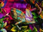 Ravensburger - Puzzle Chameleon - 500 piese