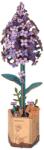 Rowood Liliac 154 piese