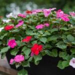 Oázis vegyes színű kerti Impatiens pistike/nebáncsvirág, 6 db pakkban