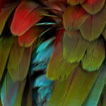 NYOS Celebration - facethemusic - 11 590 Ft