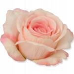  Virág Műrózsa Termék Lq Fej Rózsaszín Rügy Nádak És Kompozíciók (LQ)