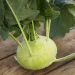  Farma z Rohoznice fehér karalábé Olaszország 1 db