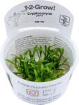 Tropica Cryptocoryne parva CUP - 1 db