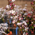  Fujino Pink nagyvirágú japán gyöngyvessző - Spirea thunbergii 'Fujino Pink' - Konténeres