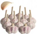  Fokhagyma Lengyel Harnasz Téli Gazdától Ételig Nagy 60-65mm 10 db (72-10)