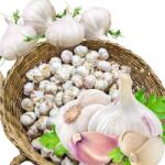  Fokhagyma Lengyel Harnasz Téli Gazdától Ételhez és Ültetéshez 55-60mm 1 kg (72-1)