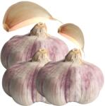  Fokhagyma Lengyel Harnasz Téli Gazdától Ételig Nagy 60-65mm 3 db (72-3)