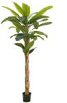 EUROPALMS - Banánfa 220cm