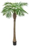 EUROPALMS - Főnix pálma luxor 240cm