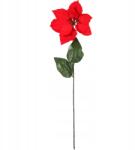 Goliat Egyvirágú Betlehemi csillag mikulásvirág (PON1-JEF)