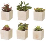Casa Selección Műnövény szett 6 db-os (magasság 9, 5 cm) Cactus - Casa Selección