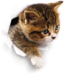 Ambiance Hiding Cat falmatrica - Ambiance