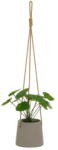 Casa Selección Műnövény (magasság 24 cm) Pilea - Casa Selección