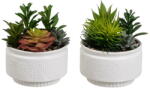 Casa Selección Műnövény szett 2 db-os (magasság 19 cm) Cactus - Casa Selección