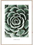 Styler Kép 50x70 cm Echeveria - Styler