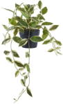House Nordic Műnövény (magasság 33 cm) Hoya Carnosa - House Nordic