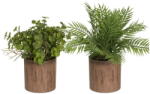 Casa Selección Műnövény szett 2 db-os (magasság 22 cm) - Casa Selección