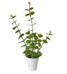 Casa Selección Művirág - Casa Selección