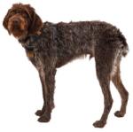 Ruffwear Front Range® Harness hám, Moonlight Mountains L/XL