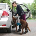 Kurgo Up & About Dog Lifter Kutyahám, Coastal Blue/Charcoal (K01181)