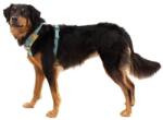 Ruffwear Front Range® Harness hám, River Rock Green M (30503-355M)