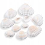 MIXFORM Tengeri kagyló lyuk nélkül, fehér, 12-27x15-35x5-12mm, 500g~160db (13WB27809)