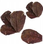 TD Stones Katapang Mandulalevél Gomba Korlátozza A Fejlődést 5db 15-20cm (5905799005432)