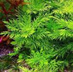 INVITAL Hygrophila difformis (Cserép Ø 5, 5 cm)