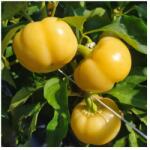 Capsico Steffi 1000 szem