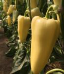 Capsico Trinity 100 szem