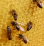 Pasieka Rodzinna Többvirágú méz, 375-385g, természetes, lengyel méhészetből