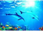 DEGRETS Fotótapéta DEGRETS 84509, Delfin, 136x194cm (84509)
