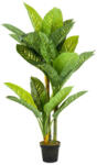  Élethű cserepes dieffenbachia 150cm