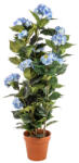  Cserepes Hortenzia kék nagy 140 cm