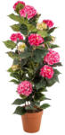  Cserepes Hortenzia pink nagy 140 cm