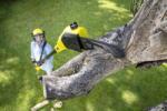 Karcher Акумулаторен верижен трион Karcher PSW 18-20 Battery (1.444-010.0)