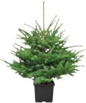 Konténeres prémium lucfenyő 100/125 cm (-50%-a levásárolható)