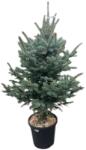  Konténeres ezüstfenyő 80/100 cm (-50%-a levásárolható)