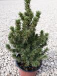  Picea Glauca conica cukorsüvegfenyő P15, kb 30 cm magas