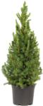  Picea Glauca conica cukorsüvegfenyő P17, kb 25 cm magas