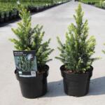  Picea Glauca 'Rainbows End" cukorsüvegfenyő P18, kb 40 cm magas