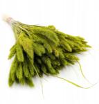 Enchanted Setaria hajvirág (Setarea) Világoszöld csokor (SUSZONE PROSO JASNO ZIEL)